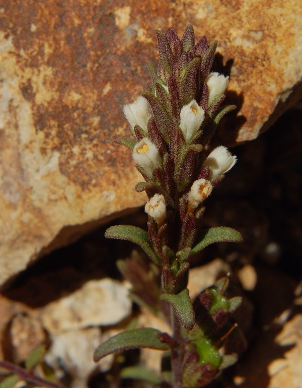 Odontites corsicus / Perlina sardo-corsa